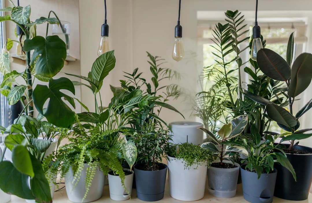 Gartenpflanzen kaufen – Die besten Auswahlmöglichkeiten für dein Zuhause