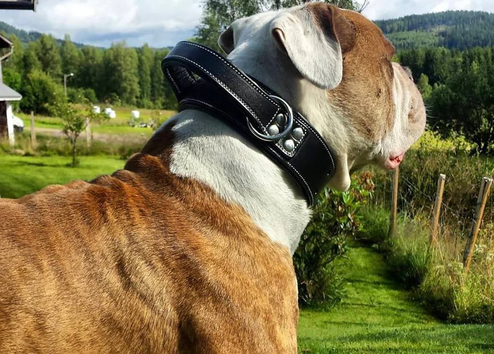 Warum ein Hundehalsband mit Griff Ihr Leben erleichtern kann