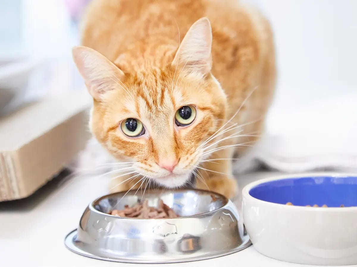 Katzenfutter für Abenteurer: Entdecke neue Geschmackswelten mit Catfood