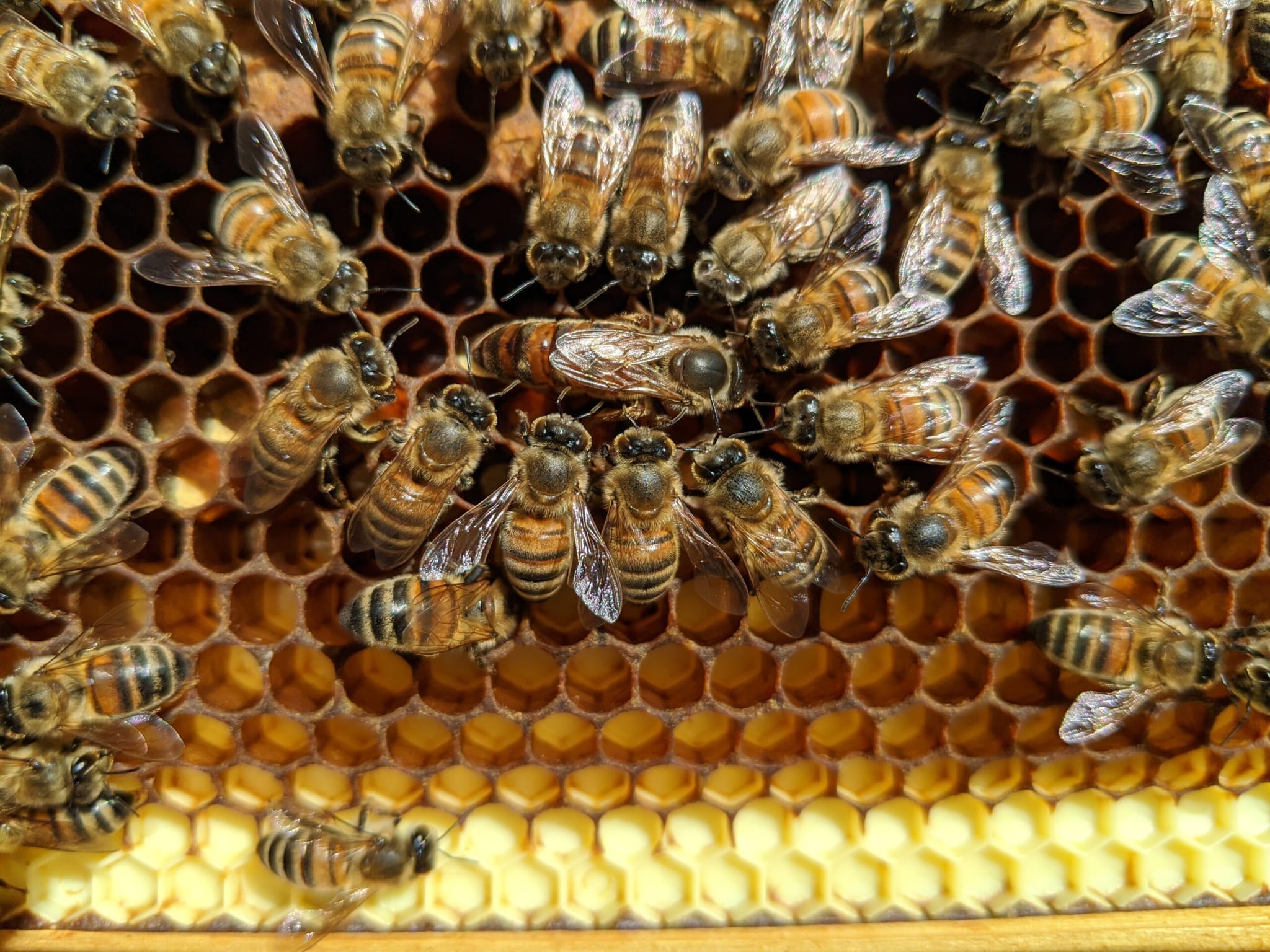 Die Kunst der Imkerei: Einblicke in die Produktion und Verarbeitung von Bienenprodukten