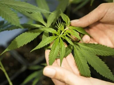 Dein Grow-Erlebnis optimieren – Hanfsamen bestellen für maximale Erträge