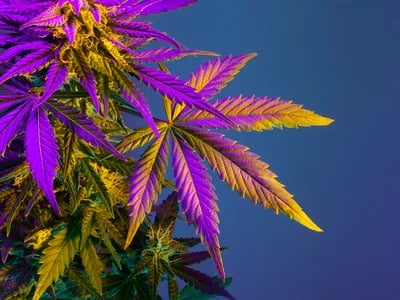 Cannapot: Deine erste Wahl für hochwertige Marihuanasamen