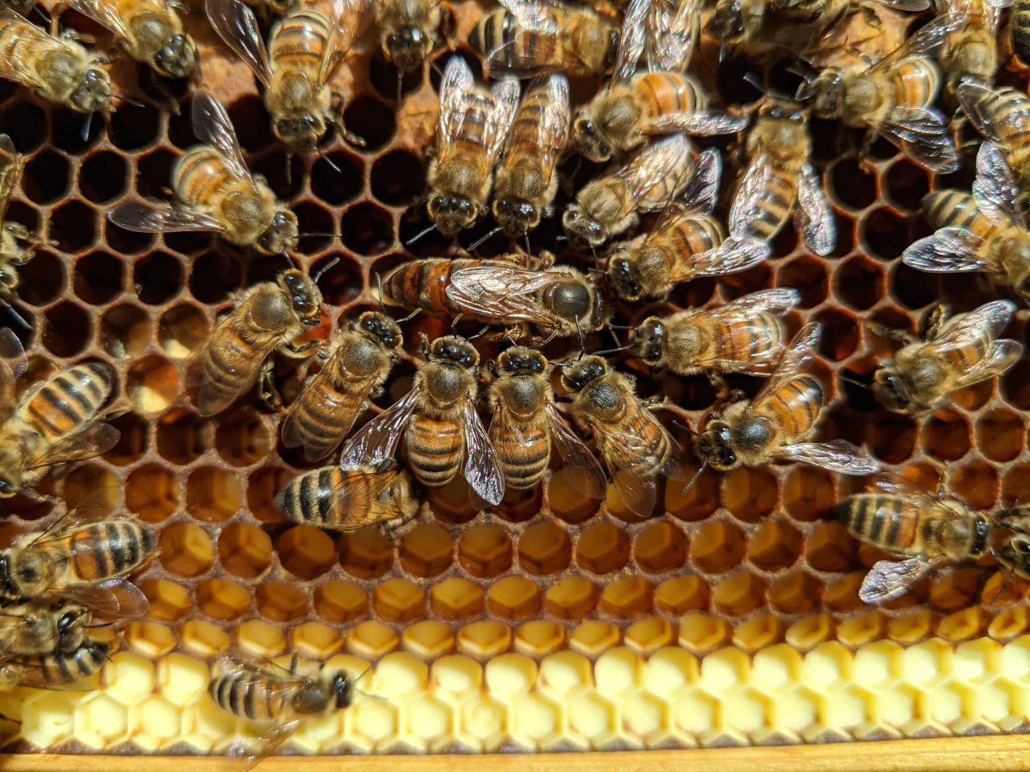 Die Kunst der Imkerei: Einblicke in die Produktion und Verarbeitung von Bienenprodukten