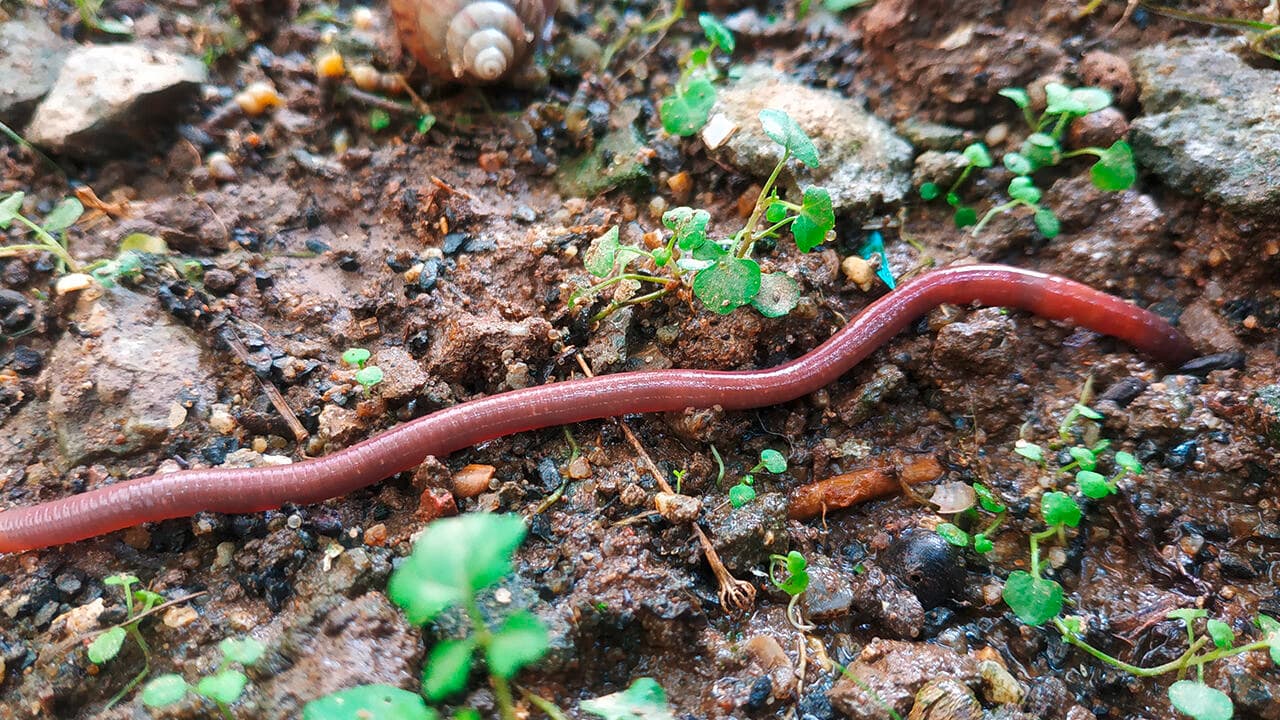 Schnell und einfach Regenwürmer kaufen – Perfekt für Friedfischangler