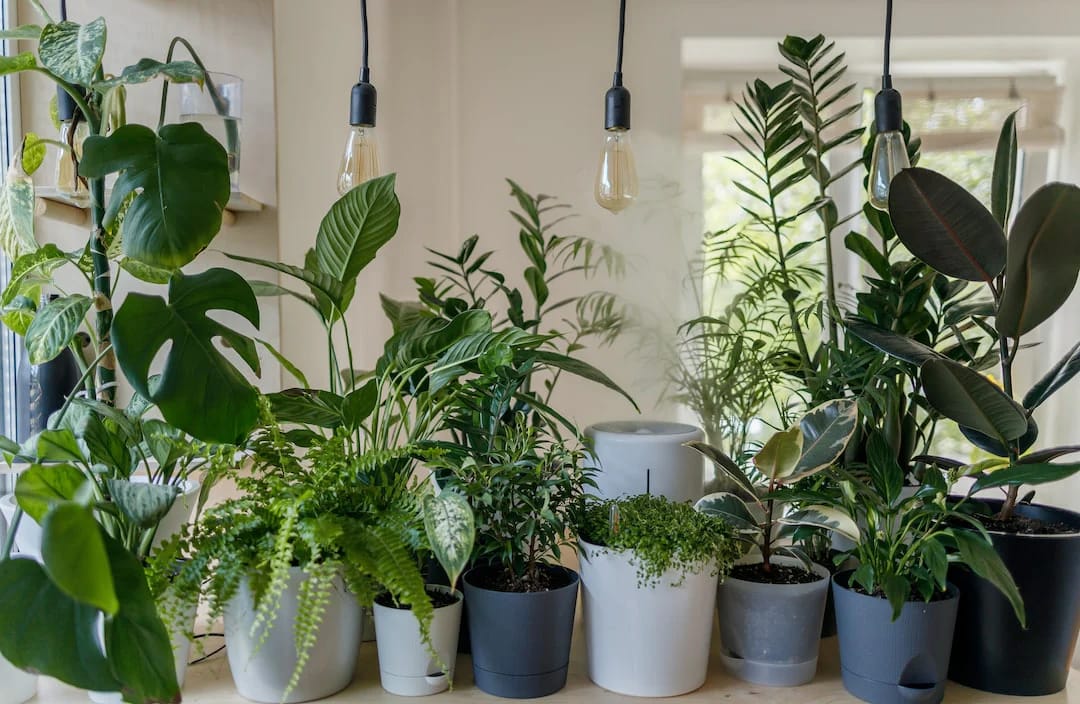 Gartenpflanzen kaufen – Die besten Auswahlmöglichkeiten für dein Zuhause
