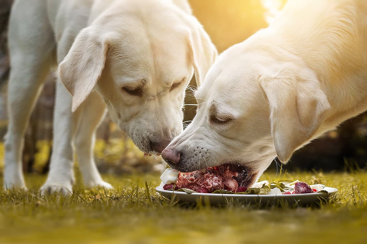 Hundezubehör Spezial: Hochwertige Produkte für die Gesundheit Ihres Hundes
