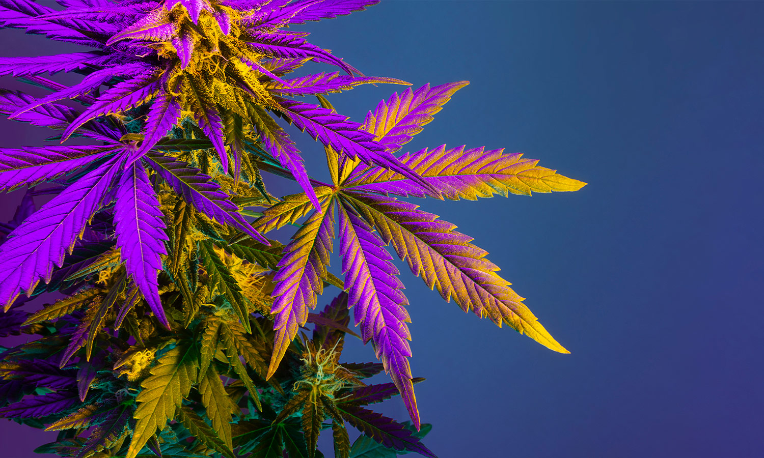 Cannapot: Deine erste Wahl für hochwertige Marihuanasamen